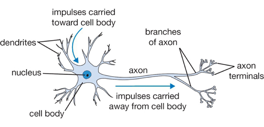 Biological neuron