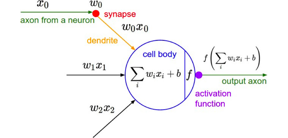 Neuron mathematical model