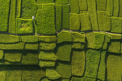 Bali Rice Field Bali Rice Field